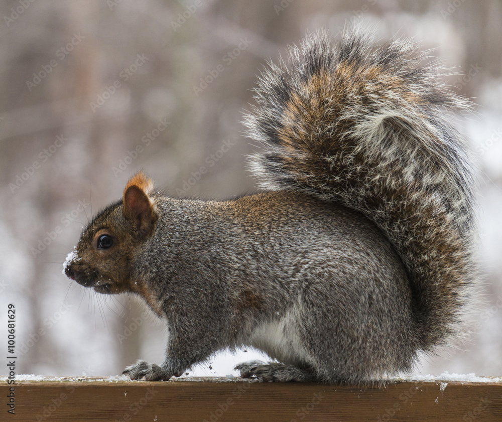 Obraz premium snow flakes on the nose of a grey squirrel with big fluffy tail 
