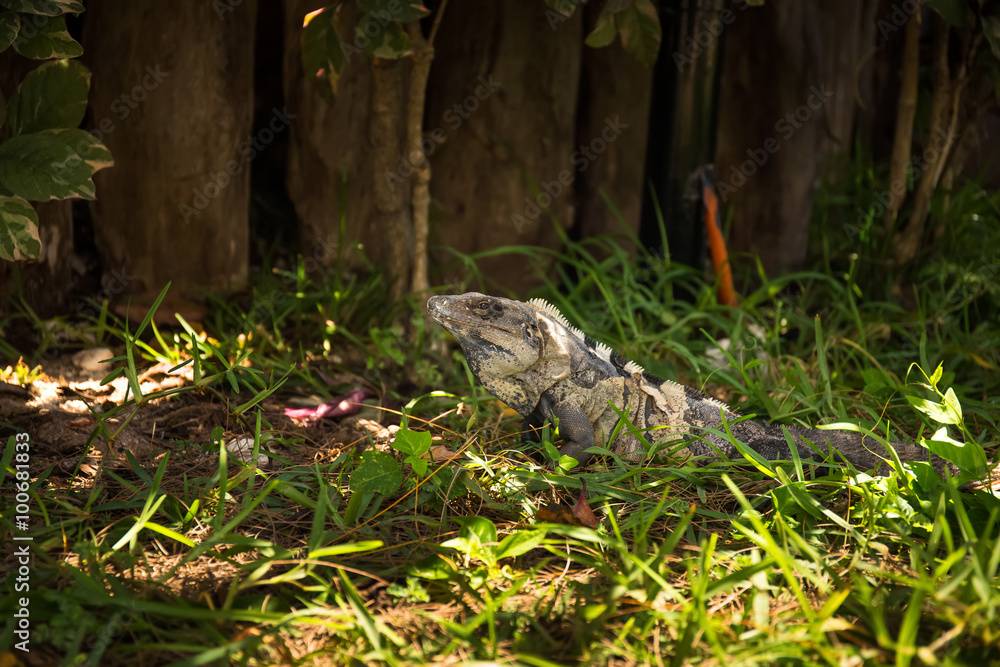 Iguana in green grass Iguana in green grass