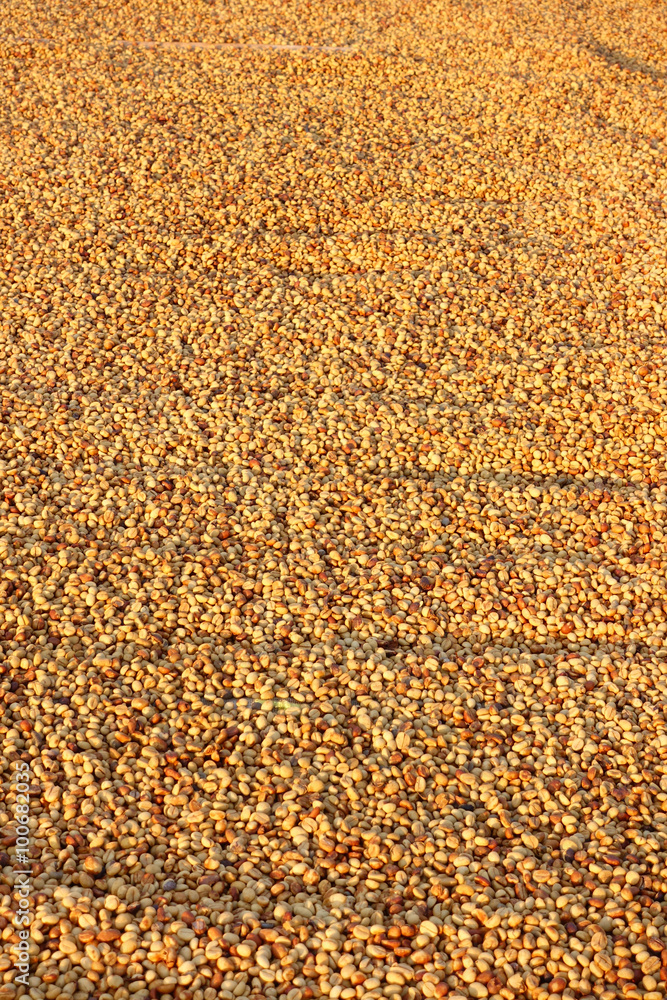 Coffee beans dried in the sun, Coffee beans raked out for drying prior to roasting Coffee beans dried in the sun, Coffee beans raked out for drying prior to roasting