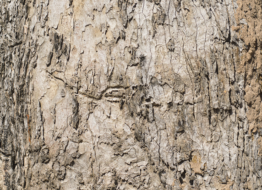 bark tree texture wood nature background old pattern brown plant line wooden bark tree texture wood nature background old pattern brown plant line wooden