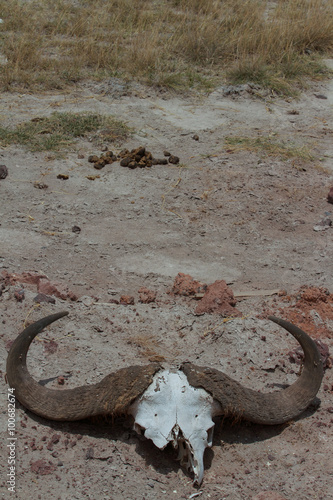 Drought in Amboseli National Park