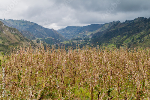 Field in Toachi river canyon near Quilotoa crater, Ecuador