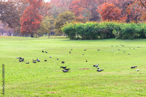 Pigeons feeding on grass in public park.