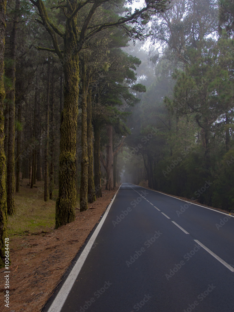 Obraz premium Asphalt road in a pine forest