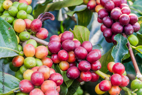 Detail of coffee berries at a plantantion near Manizales, Colombia
