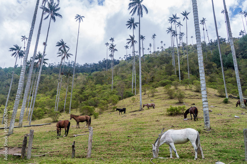 Horses graze under the tall wax palms in Cocora valley, Colombia photo