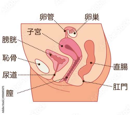 39 Best 子宮口 Images Stock Photos Vectors Adobe Stock