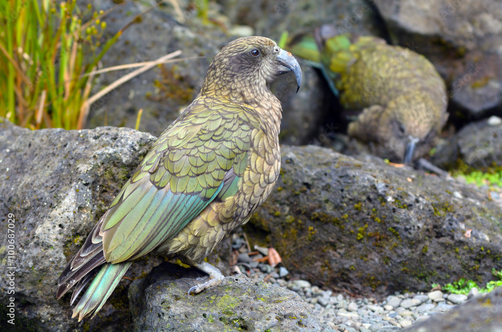 Obraz premium Kea mountain parrot native to New Zealand