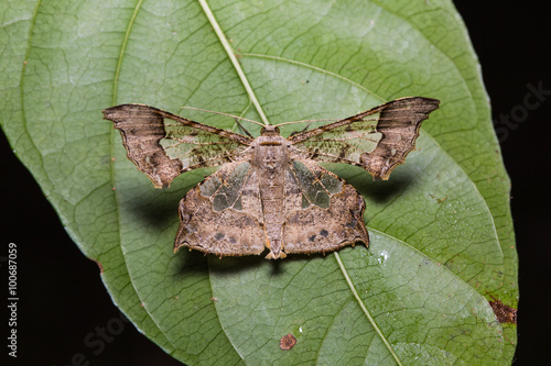 Krananda semihyalina moth on green leaf photo