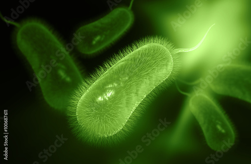 helicobacter pylori bacterium photo