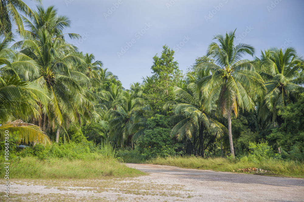 Naklejka premium Coconut farm in Thailand. 