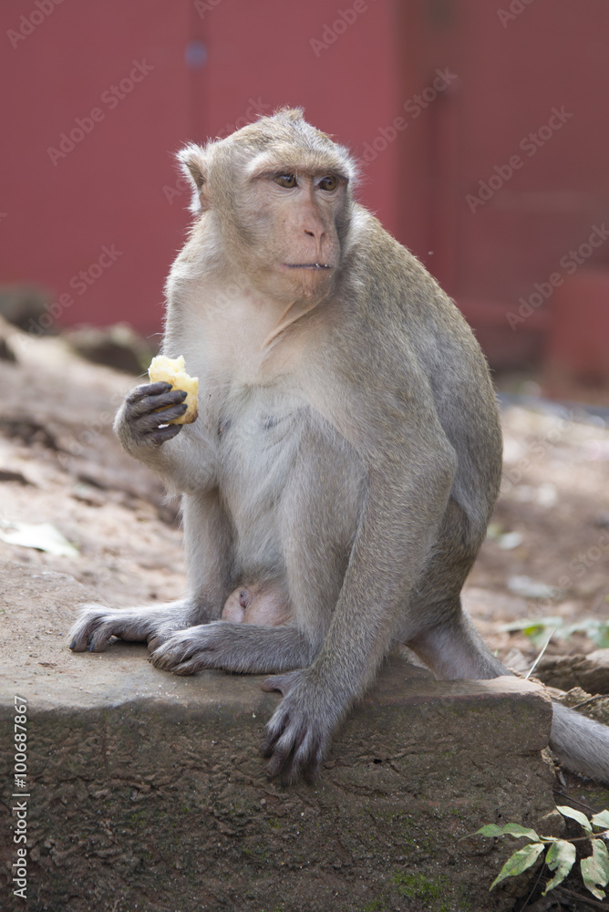 Fototapeta premium Monkey eating a banana. Rhesus macaque, Thailand