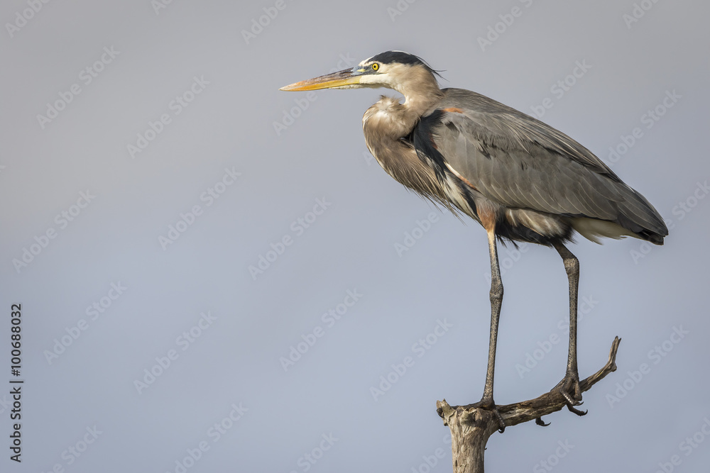 Great Blue Heron Perched in a Dead Tree - Florida Great Blue Heron Perched in a Dead Tree - Florida