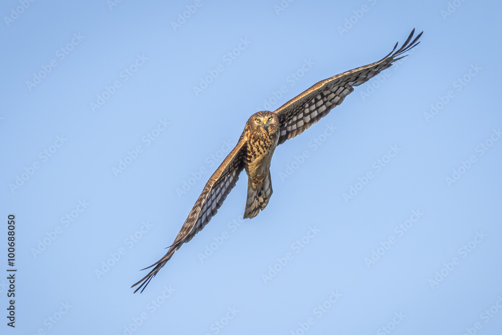 Fototapeta premium Northern Harrier in Flight - Florida
