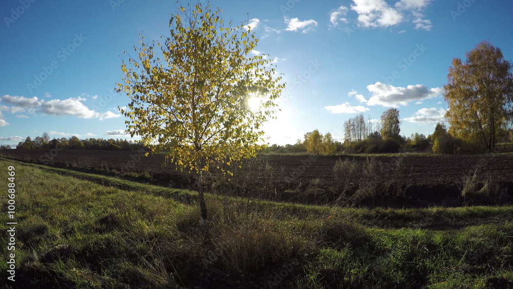 Sun shining through yellowing birch tree growing in the fields on sunny autumn's day in countryside, time lapse 4K Sun shining through yellowing birch tree growing in the fields on sunny autumn's day in countryside, time lapse 4K