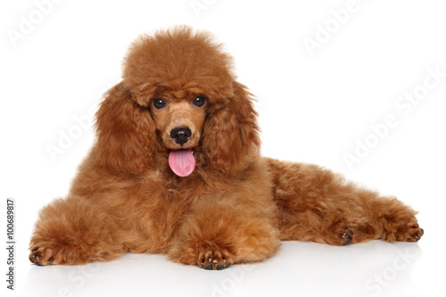 Fototapeta Naklejka Na Ścianę i Meble -  Toy poodle puppy on whiye background