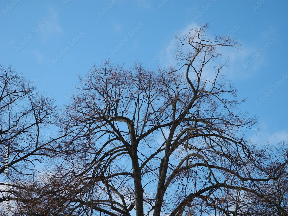Winterlicher Baum vor strahlend blauem Himmel Winterlicher Baum vor strahlend blauem Himmel