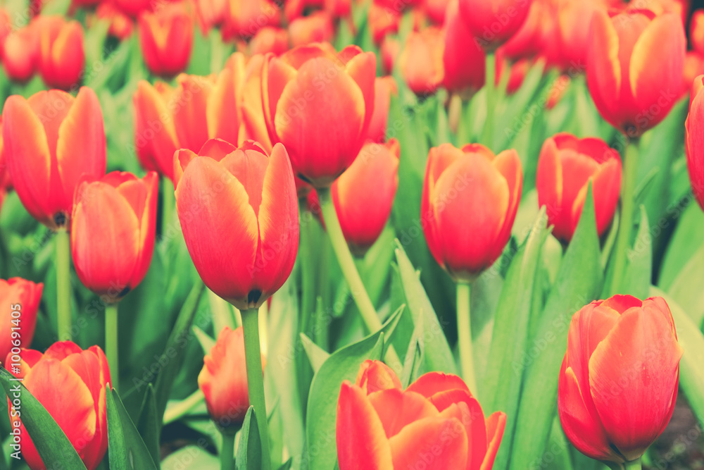 Beautiful bouquet of tulips with filter effect retro vintage sty