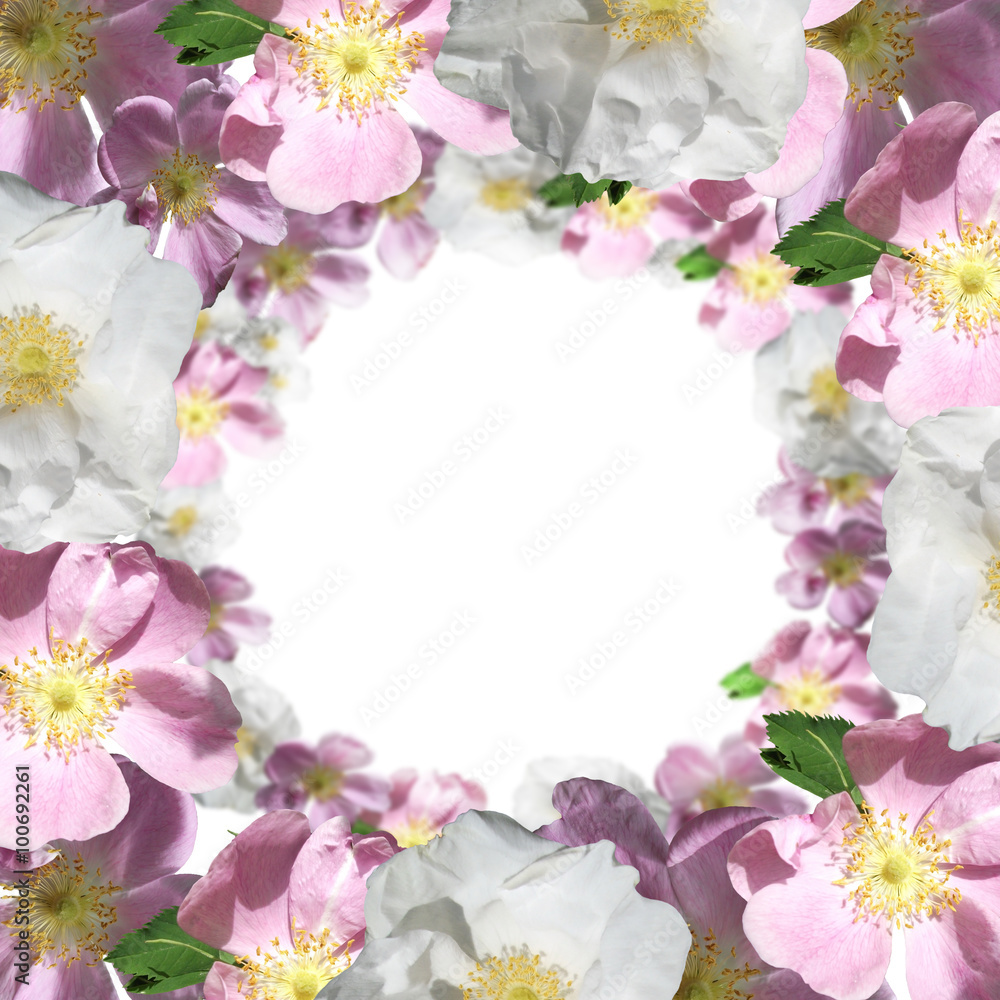 Floral background. Dogrose 