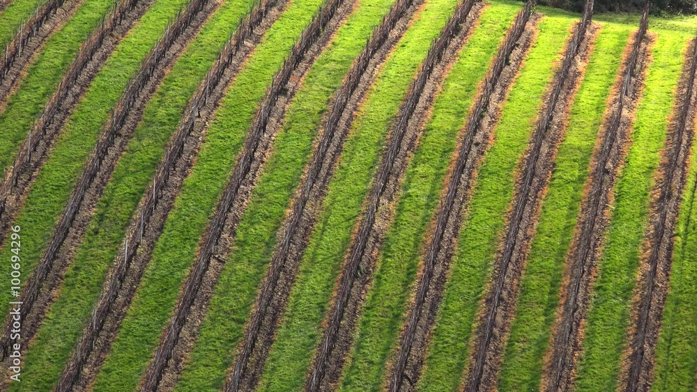 Vineyard in mist-Bordeaux Wineyard in winter Vineyard in mist-Bordeaux Wineyard in winter