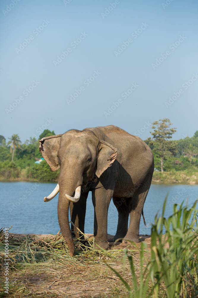 Fototapeta premium Elephants eat grass