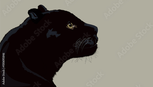 Profile Panthers