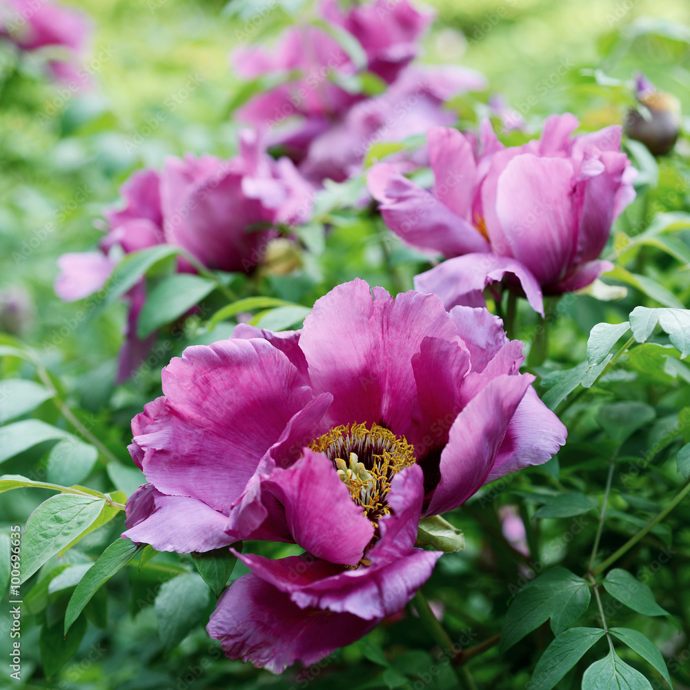 Flower Paeonia suffruticosa Flower Paeonia suffruticosa