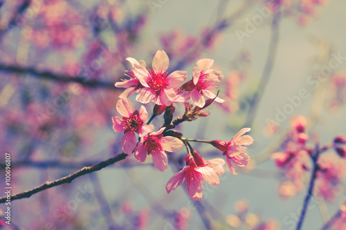 Wild himalayan cherry flower with filter effect retro vintage st