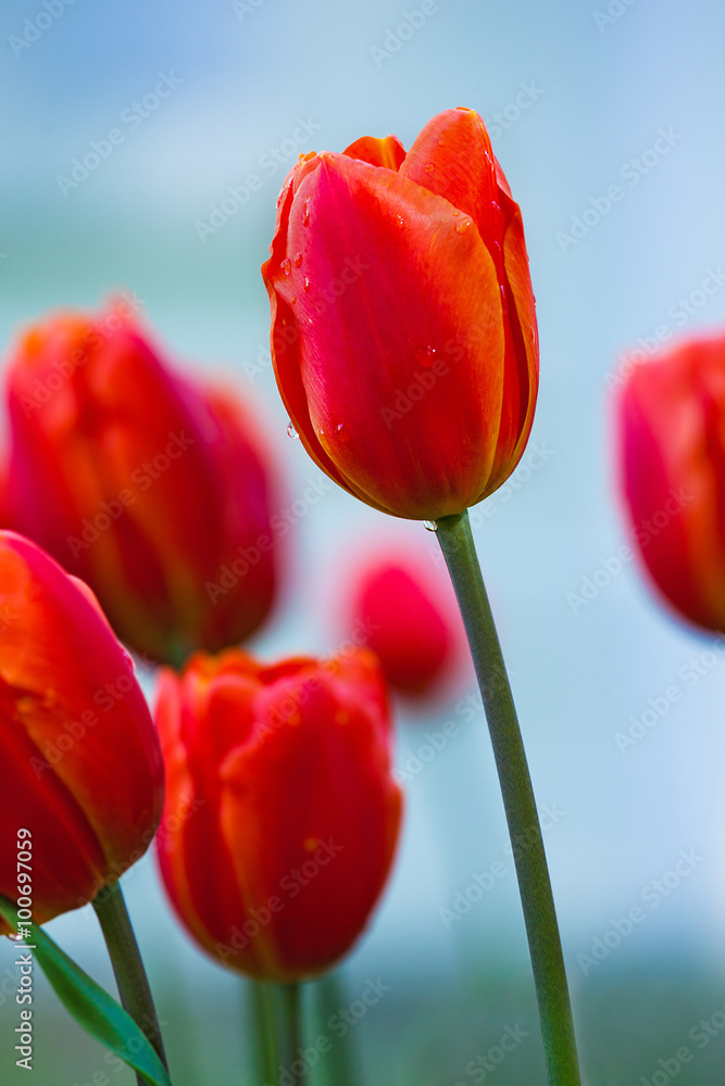 Fototapeta premium subtle red tulips bloomed in early spring in a city Park, closeup shot