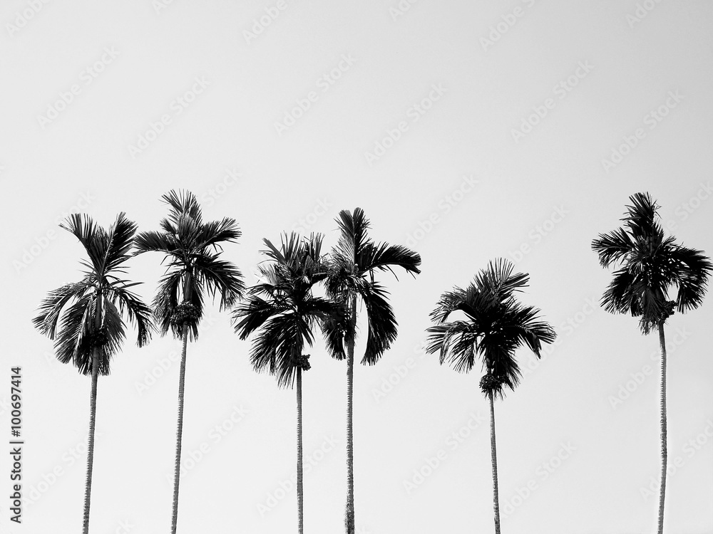 Fototapeta premium Coconut palm trees