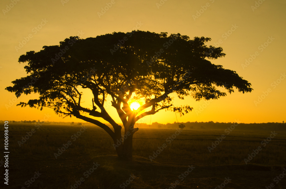 silhouette big tree with the rice field in the sunset. Stock Photo ...