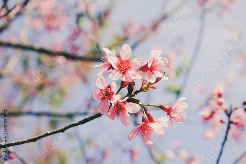 Wild himalayan cherry flower with filter effect retro vintage st