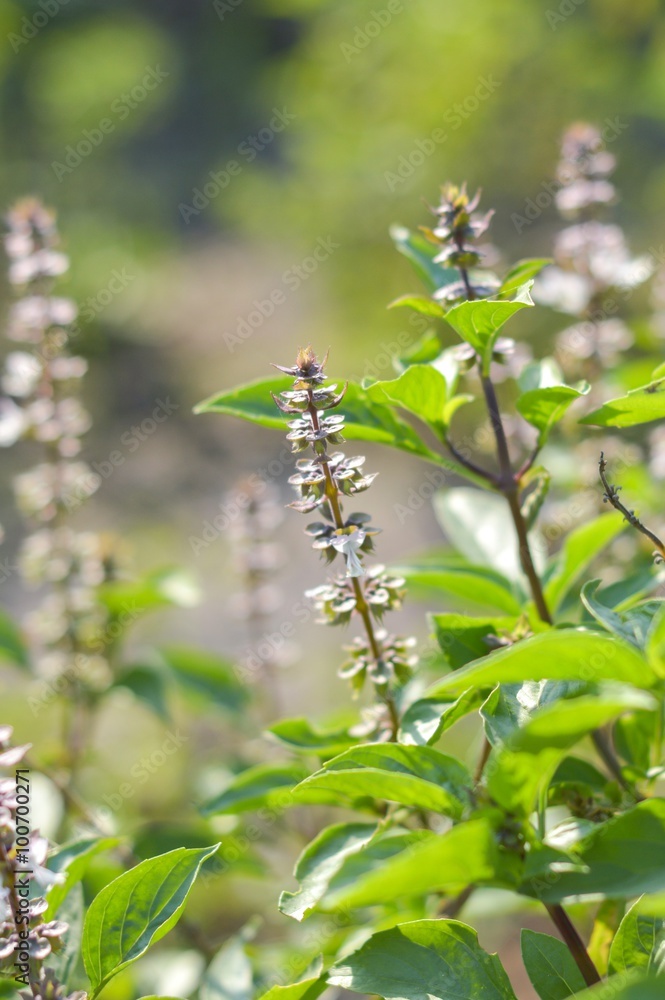 sweet basil tree in vegetable garden sweet basil tree in vegetable garden
