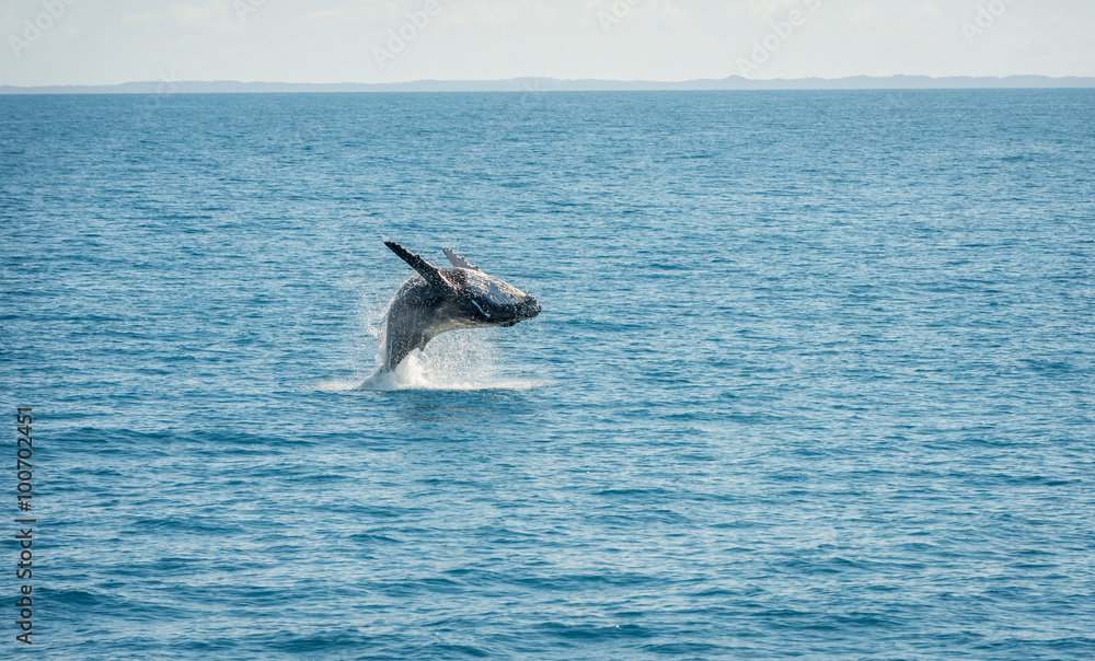 Fototapeta premium Jumping Wal Hervey Bay, Australia
