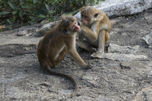 Familia de monos limpiándose y cuidándose. Sri Lanka. 