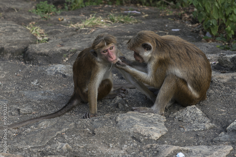 Naklejka premium Familia de monos limpiándose y cuidándose. Sri Lanka. 