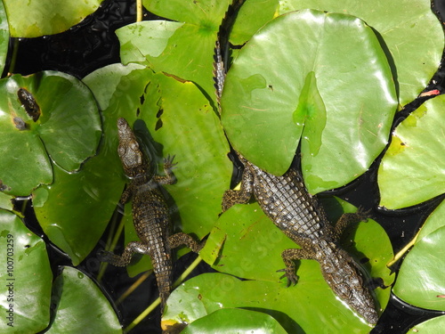 kleine Krokodile auf Blättern eines Wasserlile