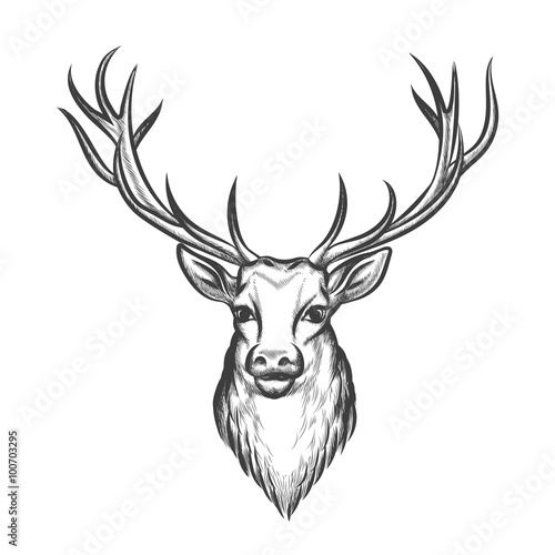 Hand drawn deer head. Wild animal with horn  mammal reindeer tattoo. Vector illustration