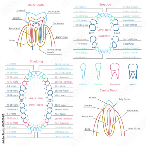 Adult and baby tooth dental anatomy infographics. Health medicine human, healthcare vector illustration