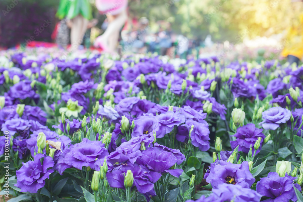 Fototapeta premium Background beautiful purple flowers.