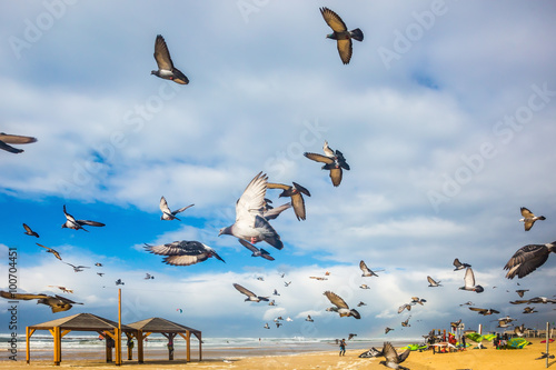 Fototapeta Naklejka Na Ścianę i Meble -  Pigeons it is noisy departs from sandy beach