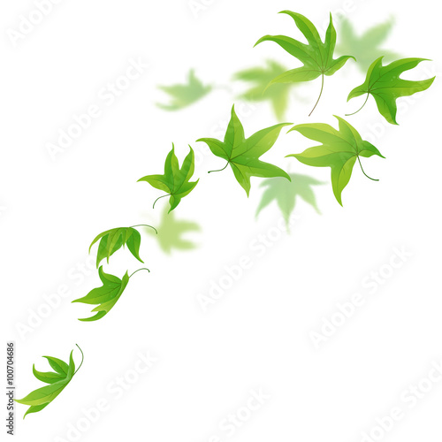 Fresh green leaves falling and spinning on white background