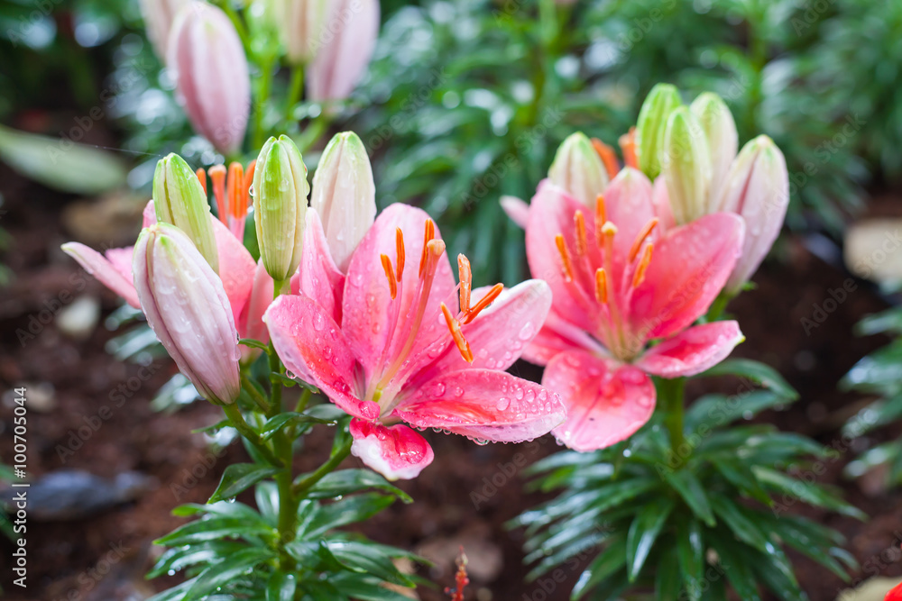 Zephyranthes flower, close up. Common names for species in this