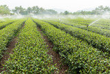 Tea plantation in Taiwan luye