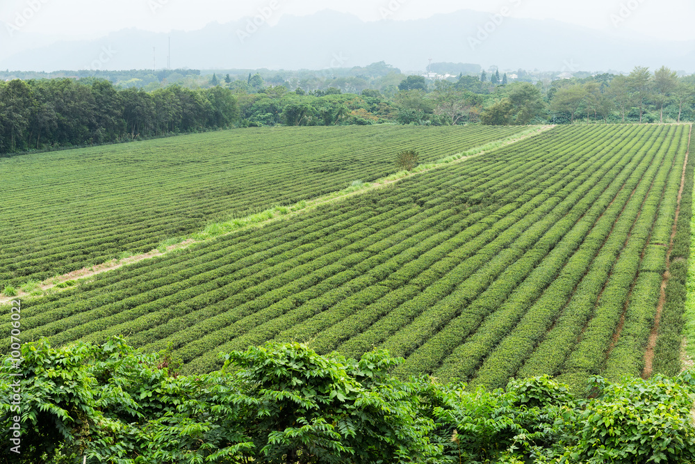 Tea field
