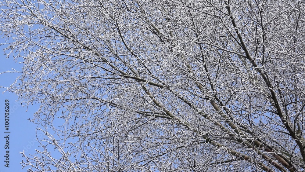 birch branches in winter birch branches in winter