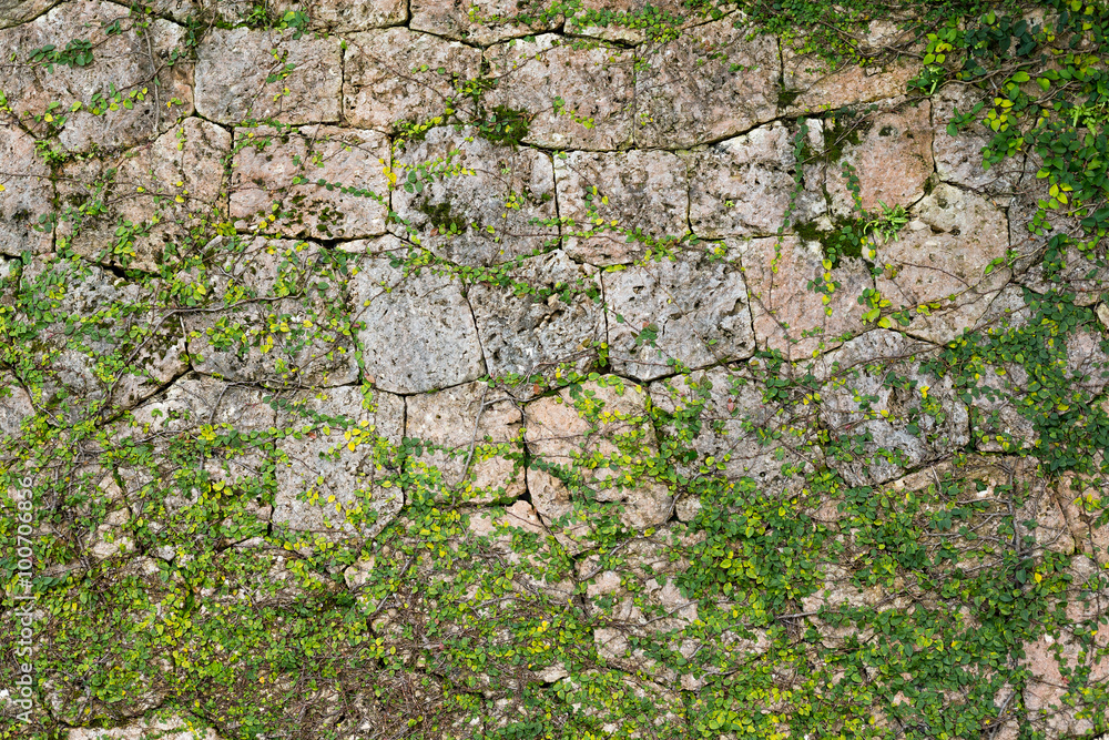 Green Creeper Plant growing on a stone wall Green Creeper Plant growing on a stone wall