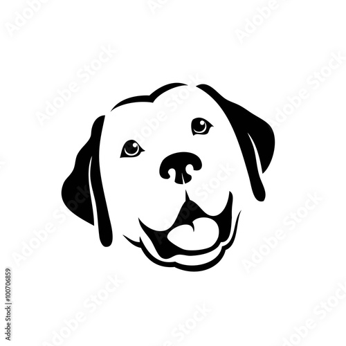 Labrador retriever dog 