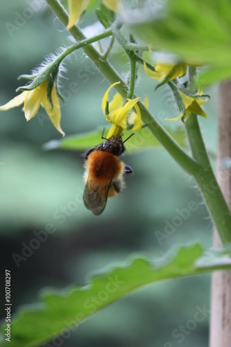 Bee on yellow flower of a tomato plant in the garden photo