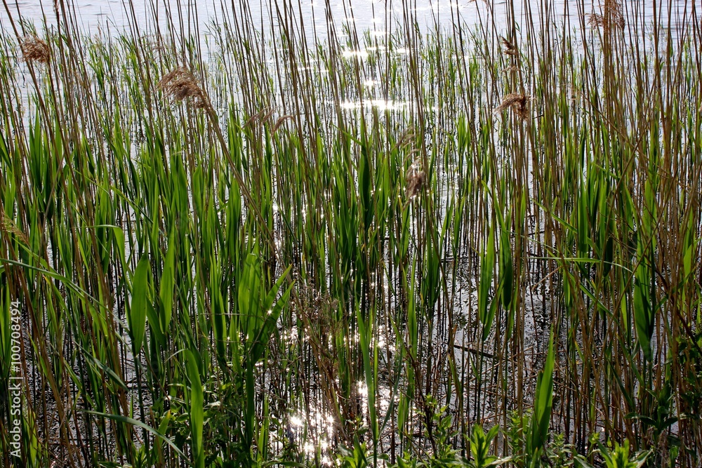 Obraz premium Sunbeam in a lake with reeds.